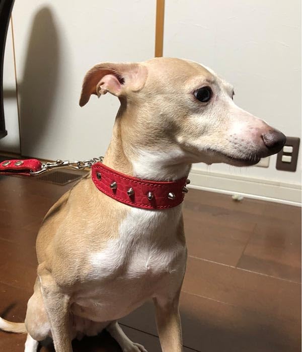 Amazon | Extra+Heavy 小型犬 イタグレ ミニピン用 3.5cm幅 革 ハーフ